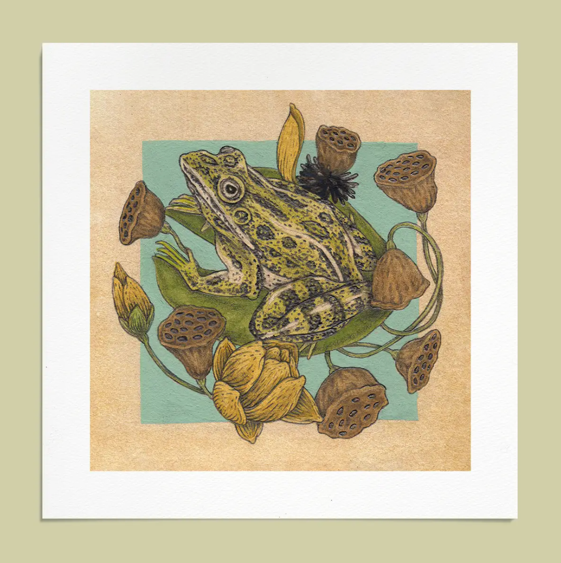 Frog & Lotus Giclee Art Print by Mustard Beetle
